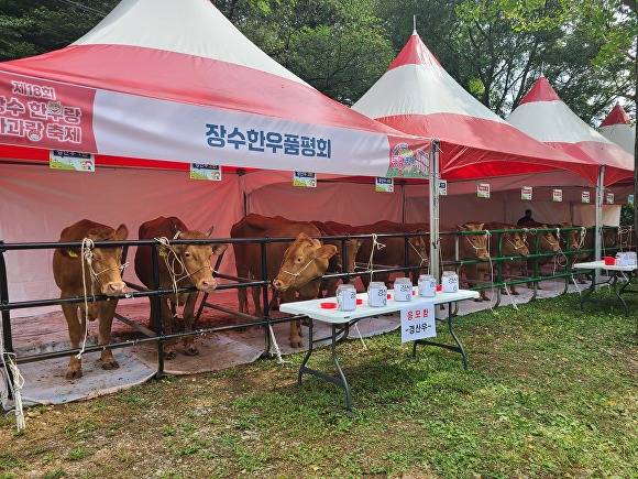 장수한우 품평회 장면  [사진=장수군 ]