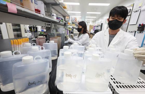 Researchers from the waterborne disease team at the Gyeonggi Provincial Health and Environment Research Institute test for Vibrio vulnificus bacterium in seawater collected from the sea in the province in Suwon, Gyeonggi on April 24. [YONHAP]