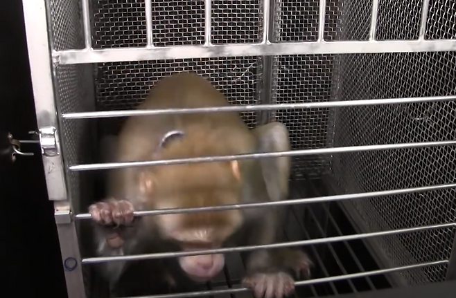 원숭이 동물실험이 진행되는 모습.[WCW 홈페이지 갈무리]