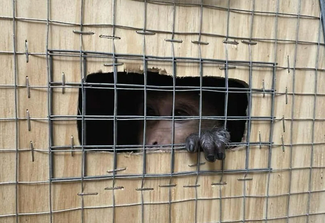 실험을 위해 이송되는 원숭이.[PETA 홈페이지 갈무리]