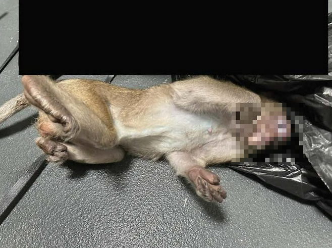 실험을 위해 이송 중 목숨을 잃은 원숭이.[PETA 홈페이지 갈무리]