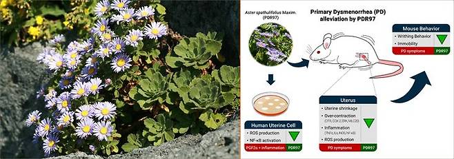 [대전=뉴시스] 월경통 완화 효과가 입증된 우리나라 자생식물 '해국'과 연구 모식도.(사진=한의학연구원 제공) *재판매 및 DB 금지