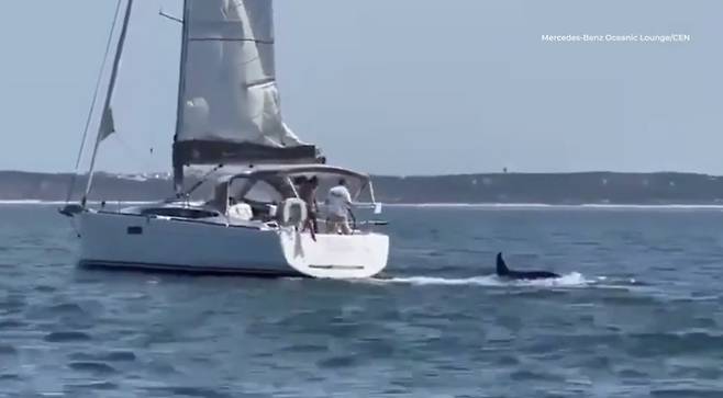 포르투갈 리스본 근처 해안에서 요트 두 척이 범고래 떼의 공격을 받았다 [출처= 데일리메일]