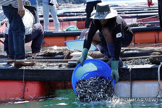 고수온에 치어 방류 (여수=연합뉴스) 김혜인 기자 = 30일 오전 전남 여수 가막만 한 가두리양식장에서 작업자들이 치어를 방류하고 있다. 2025.7.30 in@yna.co.kr