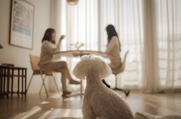 [사진 출처 = 디니어]