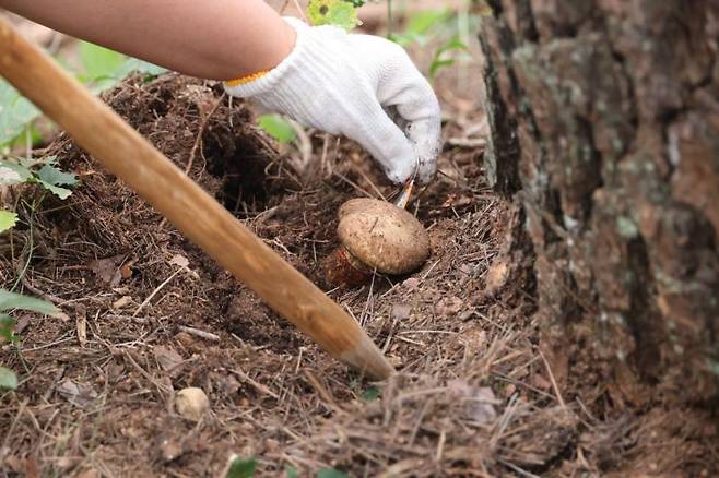 송이축제 송이보물찾기. 양양군 제공