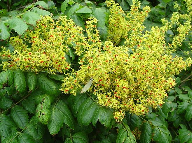 태안 안면도 모감주나무 군락지. 국가유산청 제공