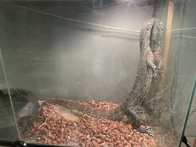 국내 한 체험동물원에서 사육 중인 모니터도마뱀의 모습. 레이들로 대표는 “거의 모든 동물원과 가정에서 도마뱀을 유리장에 기르지만, 진화 과정에서 이런 환경을 경험하지 못한 도마뱀은 유리를 통과할 수 없다는 것을 이해하지 못해 고통받는다”고 말했다. 김지숙 기자