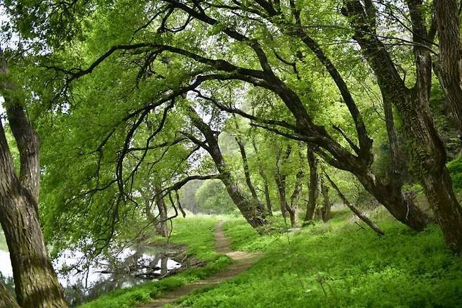 팔현습지 왕버들군락. 대구환경운동연합 제공