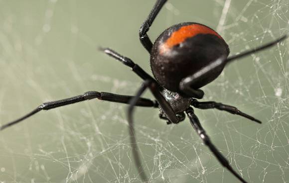 일본 곳곳에서 이 거미가 발견되고 있다. 사진은 해당 거미. [사진=Plant & Food Research]