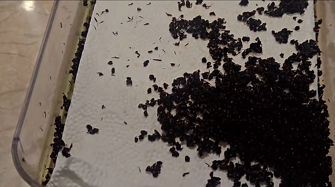 [식품의약품안전처 제공]