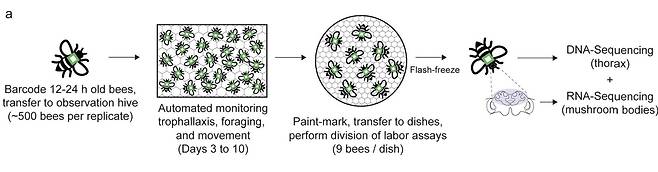 꿀벌 개체의 사교성 차이와 유전체 상관성 연구 및 실험 개요 두 개의 벌집에서 12~24시간 된 꿀벌 약 500마리씩 선별, 가슴 부위 등 쪽에 바코드를 부착한 뒤 투명한 벌집 틀에 넣고 사교성 행동인 섭식교환(trophallaxis) 등을 자동 모니터링해 분석했다. 10일 후 꿀벌들을 페트리 접시에 옮겨 공격성·친화적 돌봄 행동 실험을 하고, 이어 이들을 급속 냉동(flash-freeze)했다. 이후 총 357마리의 흉부(thorax) DNA와 뇌(버섯체.MB) RNA 염기서열을 분석, 섭식행동 관련 유전자 변이 등을 검색했다. [ PLOS Biology, Gene Robinson et al. 제공. 재판매 및 DB 금지]