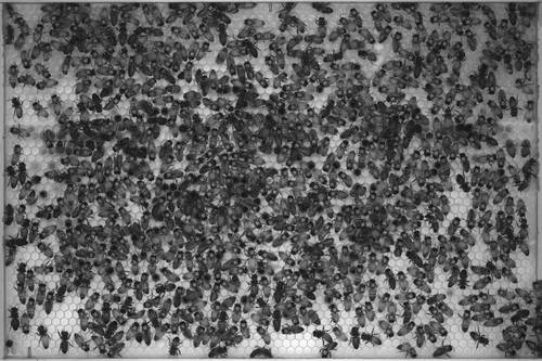 행동 관찰용 투명 벌집 속 바코드 부착 꿀벌들 [Dr. Tim Gernat 제공. 재판매 및 DB 금지]