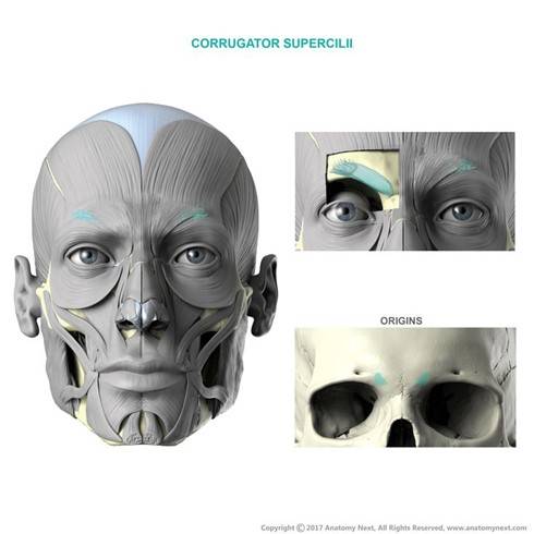 '눈썹주름근(추미근, corrugator supercilii muscle)' - 출처=Anatomy Next
