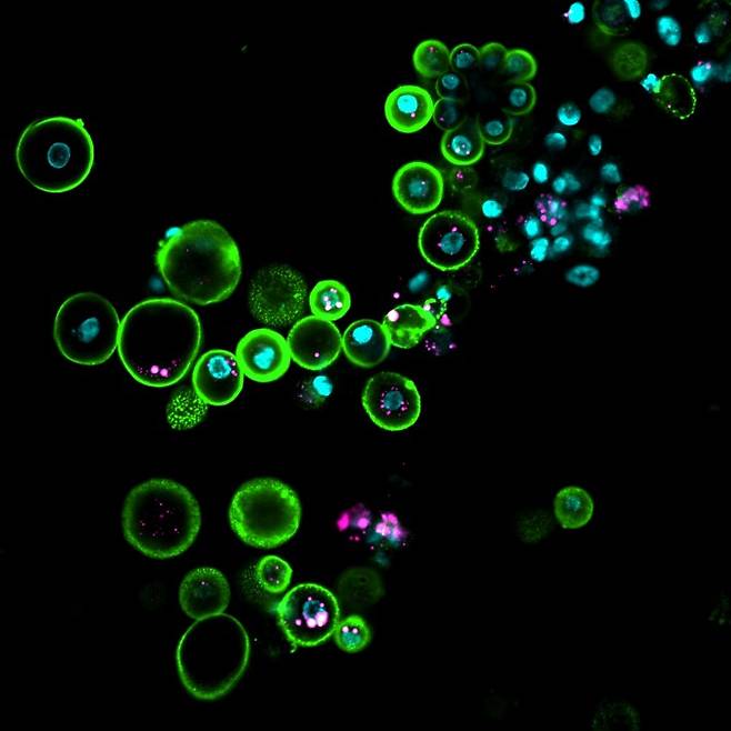 콜로설 바이오사이언시스 연구팀이 배양한 니코바르비둘기의 원시생식세포(PGC). Colossal Biosciences 제공