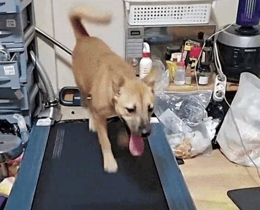 반려견이 러닝머신을 달리는 모습을 3시간가량 생중계한 견주가 학대 논란에 휩싸였다. 인스타그램 캡처