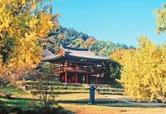 대구 달성군 도동서원에는 수령 400년에 달하는 은행나무가 있다. [사진 대구시]