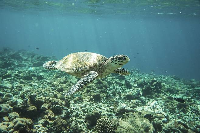 몰디브의 바다에선 바다 거북을 쉽게 볼 수 있다.