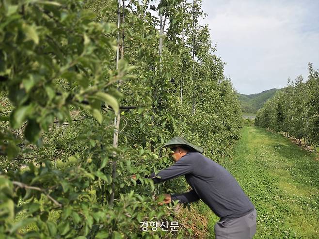 경북 안동시 예안면 도촌리 한 과수원에서 지난 6월 농민 이동환씨(60)가 우박 피해를 본 사과나무를 돌보고 있다. 김현수 기자