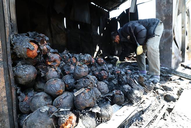 경북 안동시 임하면 신덕리에서 한 농민이 지난 3월30일 대형 산불로 인해 불에 탄 사과를 살펴보고 있다. 권도현 기자