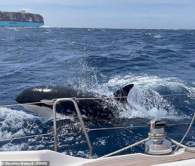 [뉴시스] 2023년 모로코의 한 해안에서 범고래가 1시간 동안이나 선박을 공격하는 모습. (사진=스테판 비드웰) 2025.9.17 *재판매 및 DB 금지
