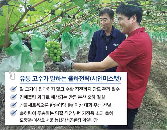 경북 상주시 모동면의 한 비가림하우스에서 박경환 서상주농협 조합장(왼쪽)과 농민 문병진씨가 수확을 앞둔 샤인머스캣 생육 상태를 살피고 있다.
