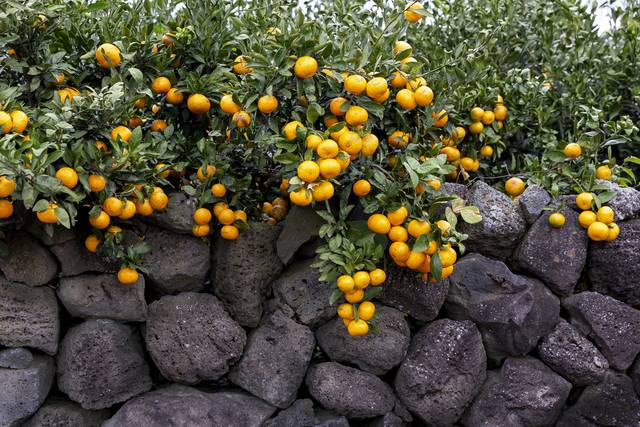 제주도 돌챙이들이 이어오고 있는 전통인 ‘돌담’. 제주도는 ‘제주 돌담 쌓기’를 무형유산으로 22일 지정한다. 클립아트코리아