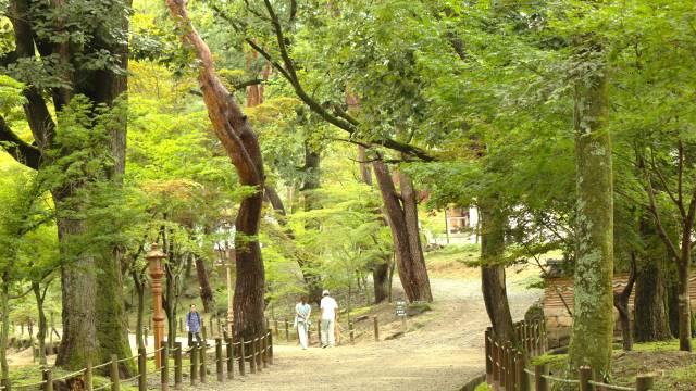 경북 김천시 직지사 관람객들이 사찰로 이어지는 숲길을 걸어가고 있다. 남태우 기자