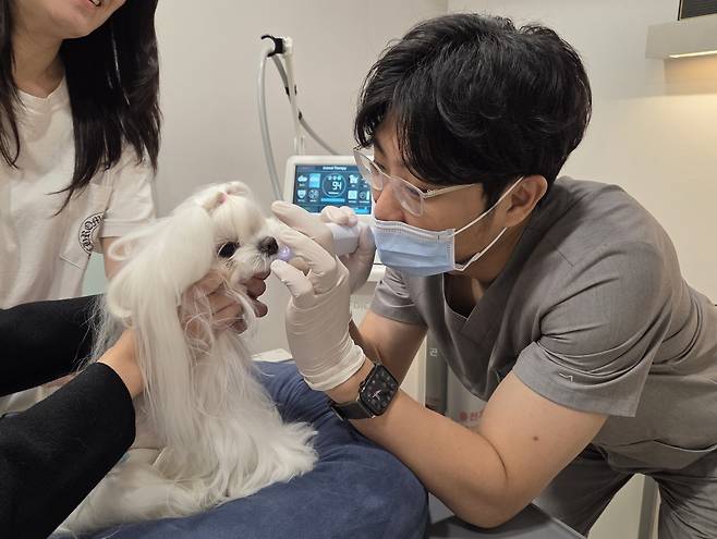 이태현 라퓨클레르 동물피부클리닉 대표원장이 강아지에게 레이저 시술을 하고 있다. ⓒ 뉴스1 한송아 기자