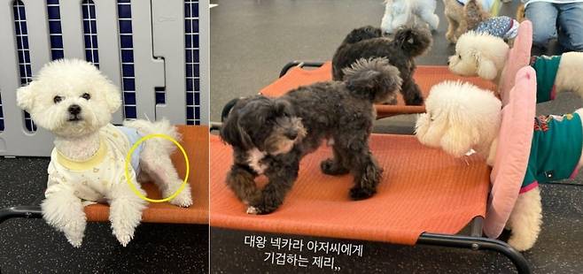 알레르기로 다리 부위 탈모까지 진행됐던 로또는 큰 넥카라를 매일 쓰고 생활해야 했다(로또 보호자 제공). ⓒ 뉴스1