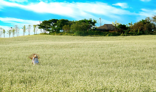 전라북도 고창군 메밀꽃 (제17회 농촌경관 사진․영상공모전) ⓒ농식품부