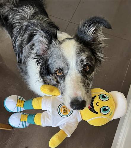 놀이 기반 실험을 하는 개. 에외트뵈시 로란드대 제공.