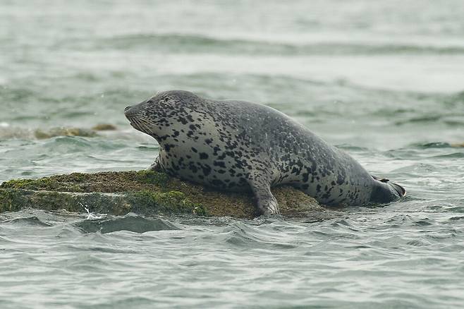 멸종위기 야생생물 2급 잔점박이물범.