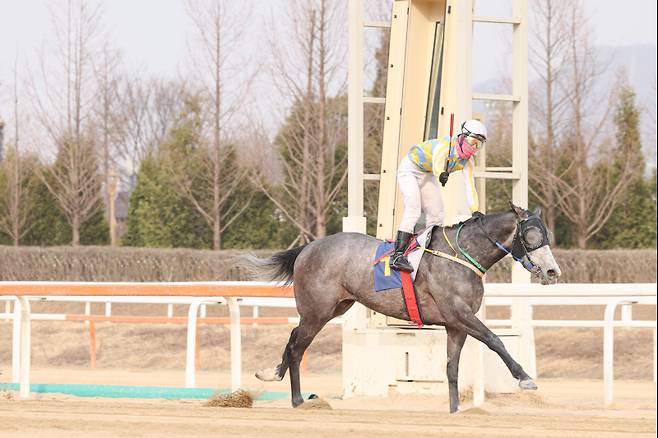 글라디우스. 사진=한국마사회