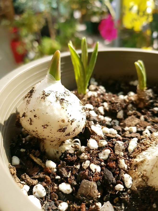 구근이 흙 위로 자라난 모습./이영미 에디터