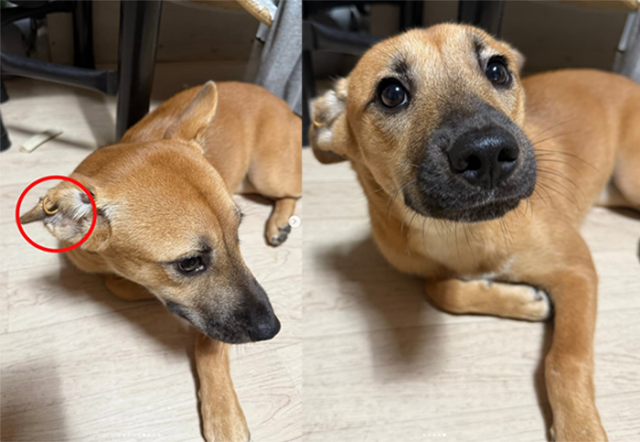 반려견 귀에 ‘피어싱’이 뚫려있는 모습. 동물보호단체 케어(Care) SNS 갈무리