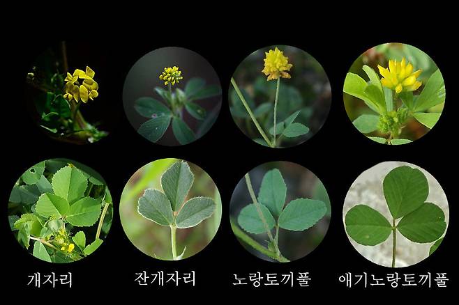 콩과의 개자리속 식물의 비교표 2.