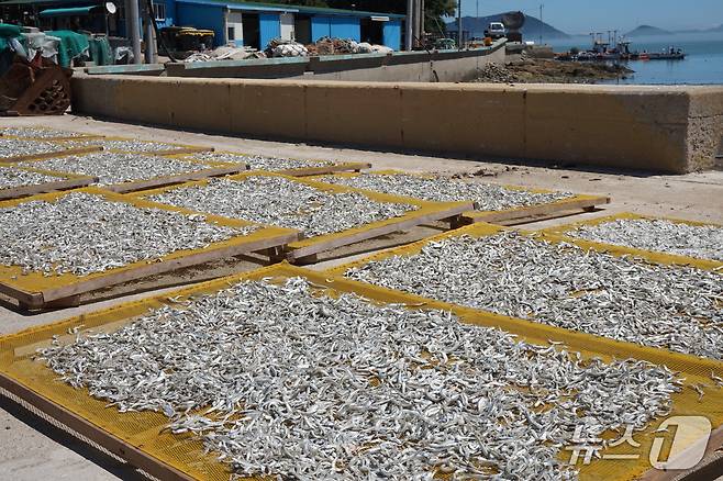 멸치 건조장으로 변한 해안도로. 따뜻한 햇볕과 해풍의 자연 건조로 멸치의 맛을 더한다.2025.9.19/뉴스1 ⓒ News1 조영석 기자