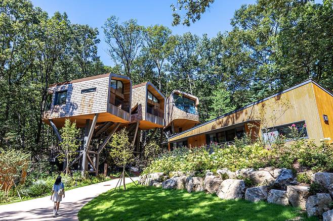 개관과 동시에 명소가 된 서울 노원구 상계동 '수락산 동막골 자연휴양림'(수락 휴)의 트리하우스. 천장 유리창을 통해 밤하늘을 보며 잠들 수 있다. / 이신영 영상미디어 기자