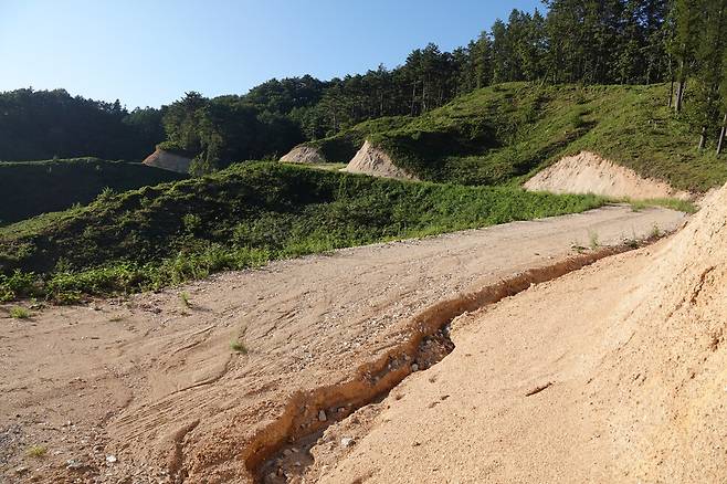 2025년 9월10일 강원도 강릉 왕산면 삽당령 주변 해발고도 800m 높이 백두대간 능선. 원래는 울창한 숲이었지만 나무들이 모두 베어지고 소나무 묘목이 심긴 밭으로 변해 있다. 또 그 주변은 맨흙이 드러난 임도가 조성돼 있다. 이는 토양침식과 산사태의 원인으로 지적된다. 김양진 기자