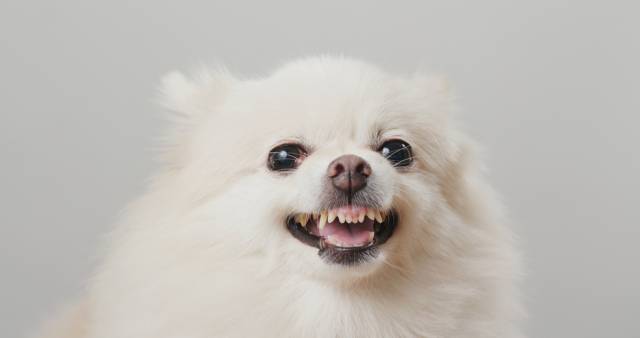 클립아트코리아