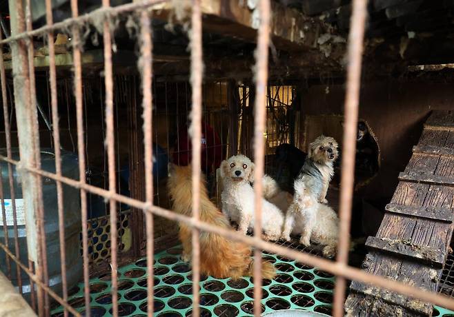 부산의 한 불법 번식장에서 강아지들이 배설물 가득한 철창에 갇혀 있다. ⓒ연합뉴스