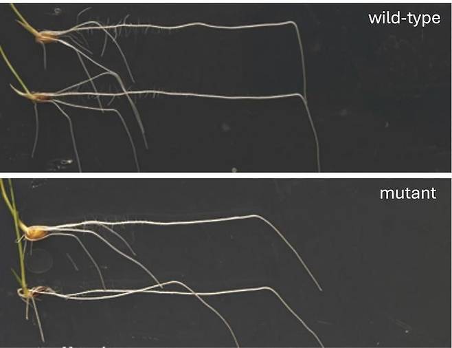정상 식물(위)과 돌연변이 식물 뿌리의 중력굴성 차이 식물 호르몬 옥신(auxin)에 의해 활성화되는 'OsILA1 단백질' 유전자가 있는 정상적인 벼의 뿌리는 중력 자극을 받으면 중력 쪽으로 굽는 중력굴성이 강하게 나타나지만, OsILA1 단백질 유전자가 없는 돌연변이 벼의 뿌리는 중력굴성이 약하게 나타난다. [University of Nottingham 제공. 재판매 및 DB 금지]