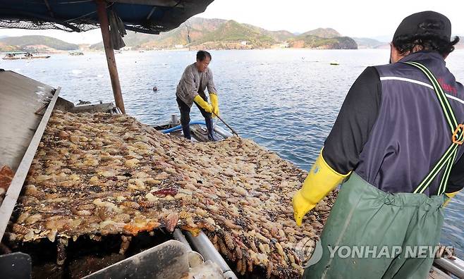 2015년 4월 진동만 일대 제철 미더덕 수확 모습 [연합뉴스 자료사진]