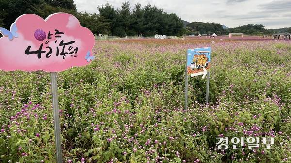 19일 오전 11시께 양주시 나리공원. 1주일 뒤 열리는 천만송이 천일홍 축제를 앞두고 꽃들이 만발해 있다. 2025.9.19 /조수현기자 joeloach@kyeongin.com