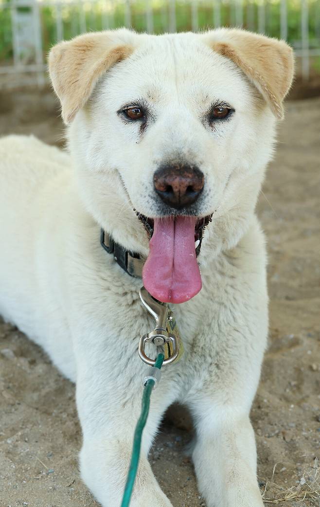 ▲&nbsp;햇님이는 다른 풍산개들과 달리 귀가 축 늘어져 있어 더욱 순해 보인다. /이재민 기자 leejm@incheonilbo.com