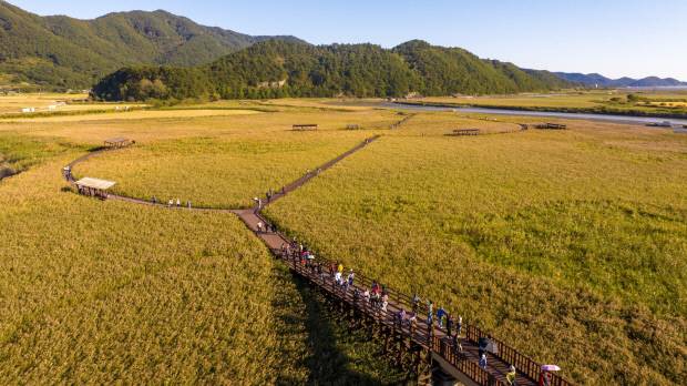 순천만 갈대밭 전경.