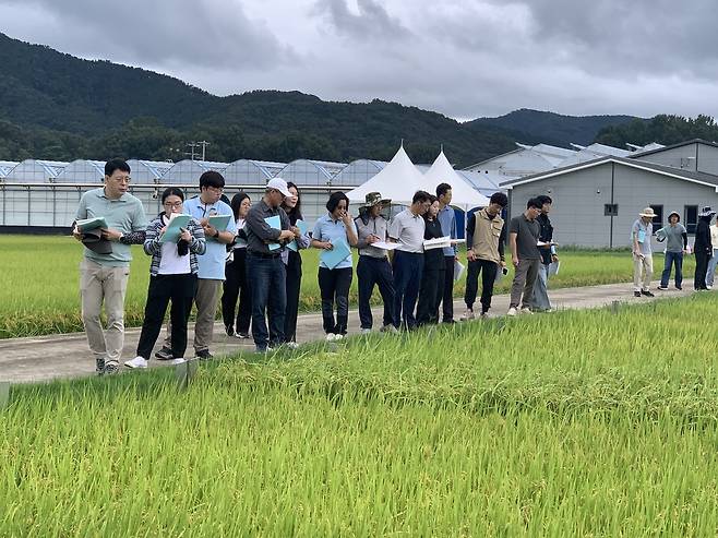 경북지역 벼 신품종 개발 전문가 현장평가회에서 관계자들이 예비품종의 생육 상태를 살펴보고 있다. /경북도 제공