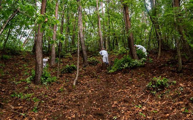 ▲ 울진 전곡리 송이산 가꾸기 모습.