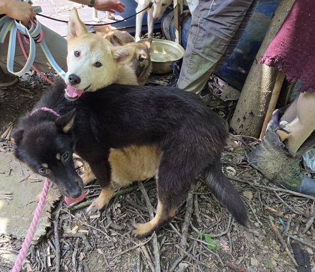 트럭에 개를 싣고 가던 사람이 개들을 보호하고 있던 모습. 위액트 제공